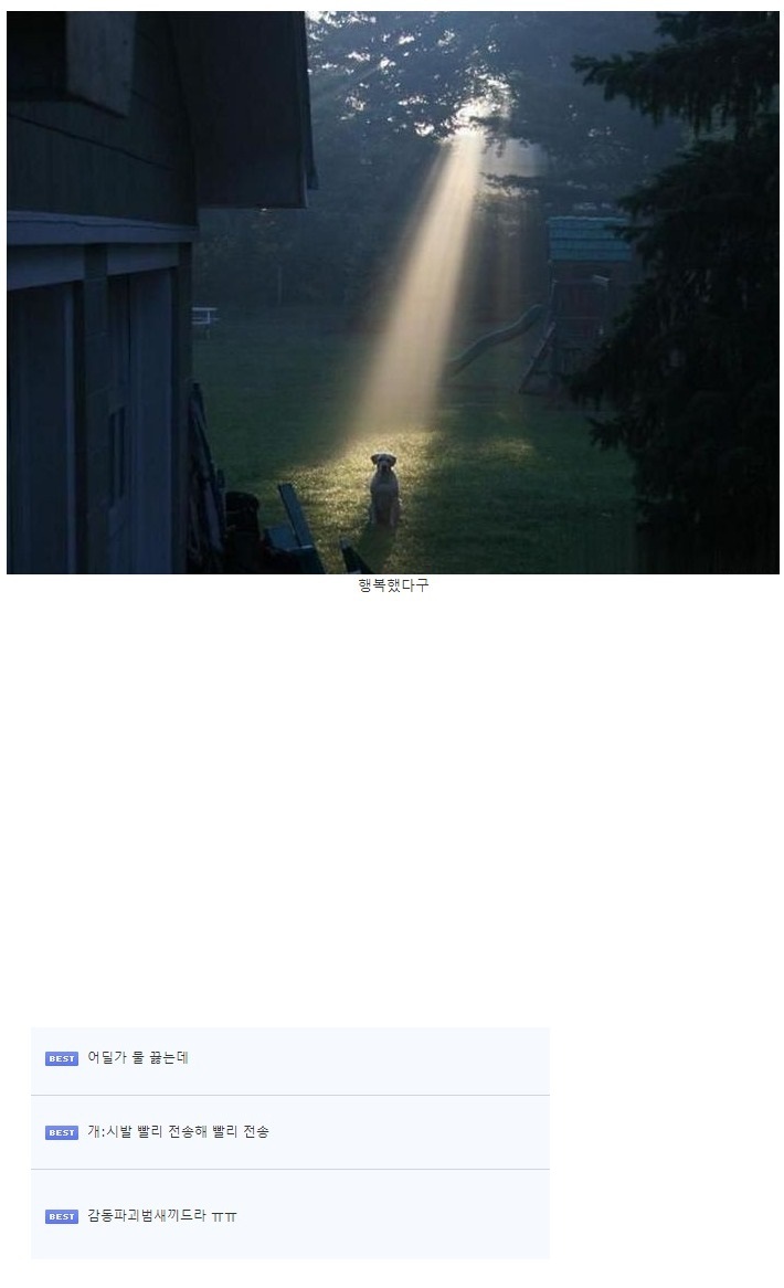 반려견의 마지막.jpg1