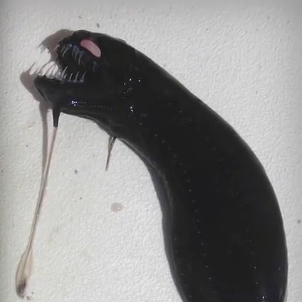 에일리언의 모델이 된 생선1