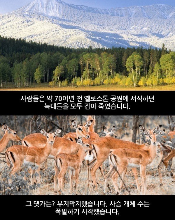 생태계 균형의 중요성.jpg1