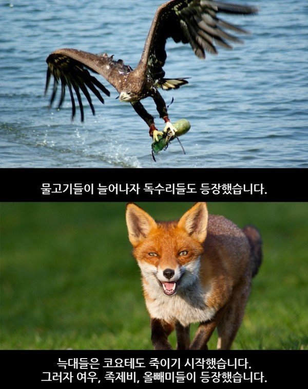 생태계 균형의 중요성.jpg6