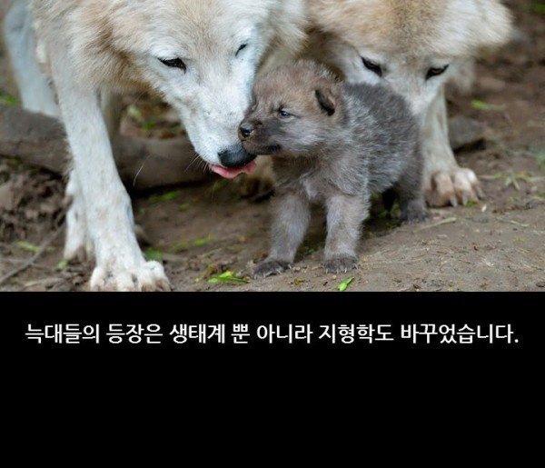 생태계 균형의 중요성.jpg8