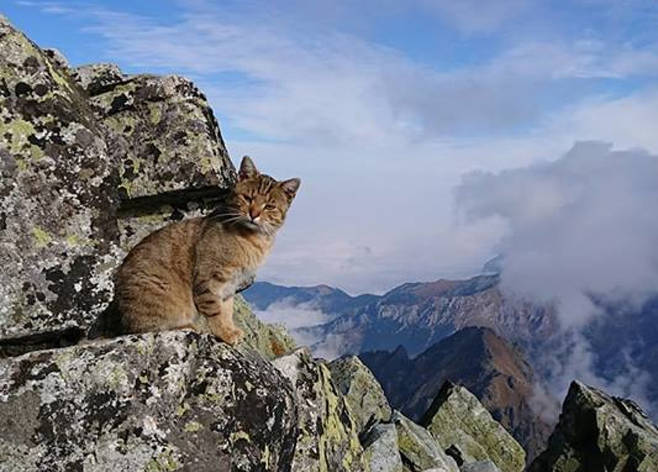 해발 2500m 산 정상서 발견된 미스터리 고양이1