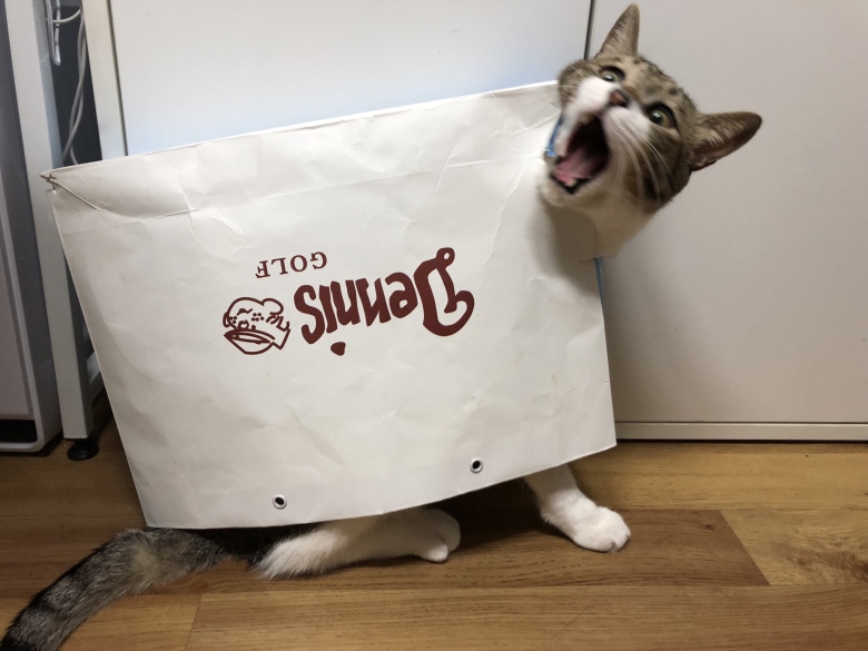 친구집 똥멍청이 냥이 jpg3