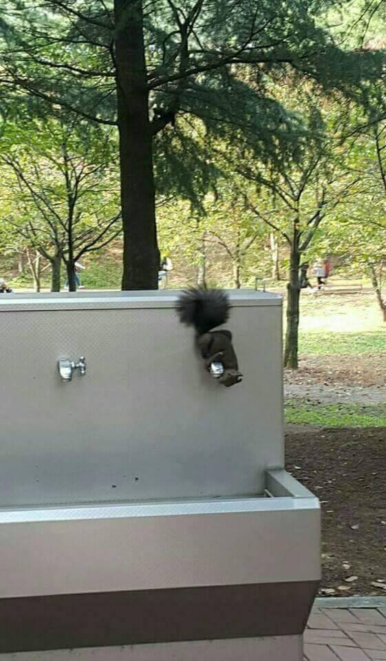 청설모가 물을 마시는 법.jpg2