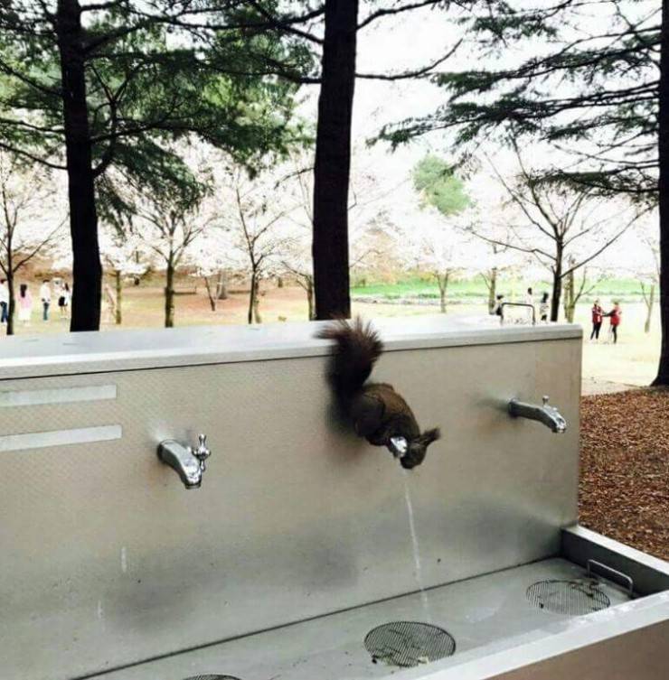 청설모가 물을 마시는 법.jpg3