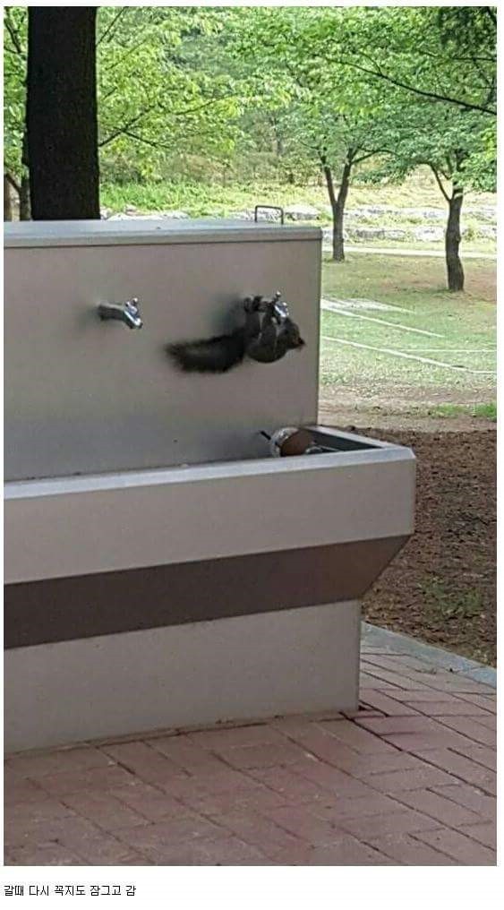 청설모가 물을 마시는 법.jpg4