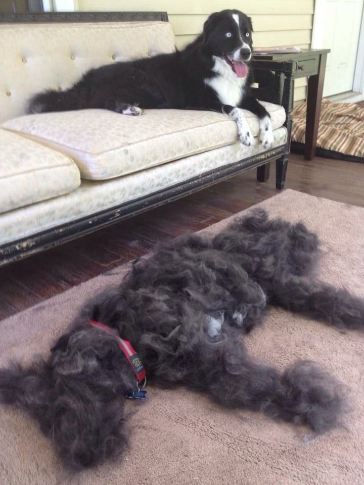 애견인들이 싫어하는 1+1 이벤트1