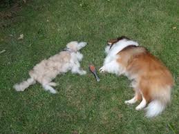 애견인들이 싫어하는 1+1 이벤트2