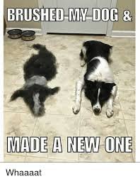 애견인들이 싫어하는 1+1 이벤트4