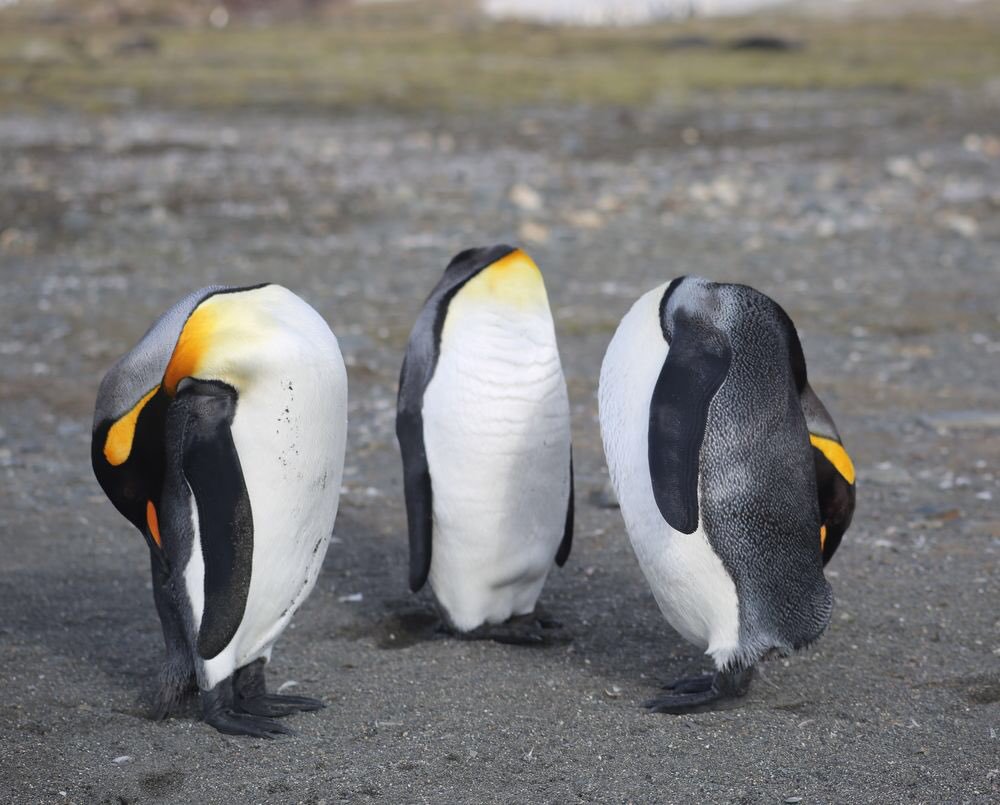 목이 없는 펭귄.jpg4