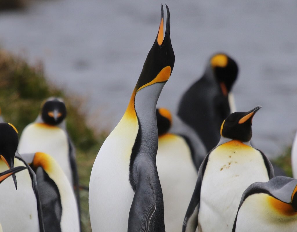 목이 없는 펭귄.jpg5