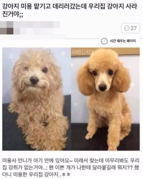 애견미용을 돈주고 맡겨야 하는 이유1