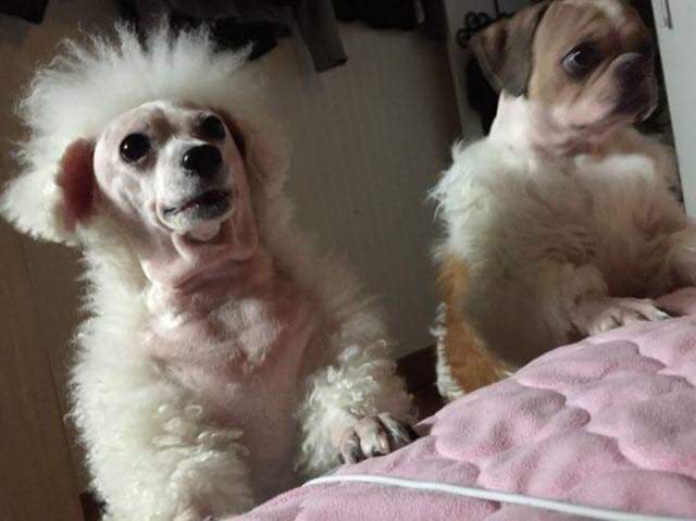 애견미용을 돈주고 맡겨야 하는 이유2