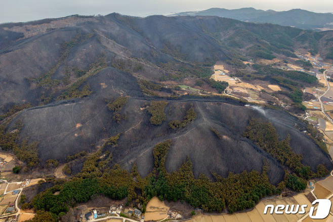 속초 산불 자국1