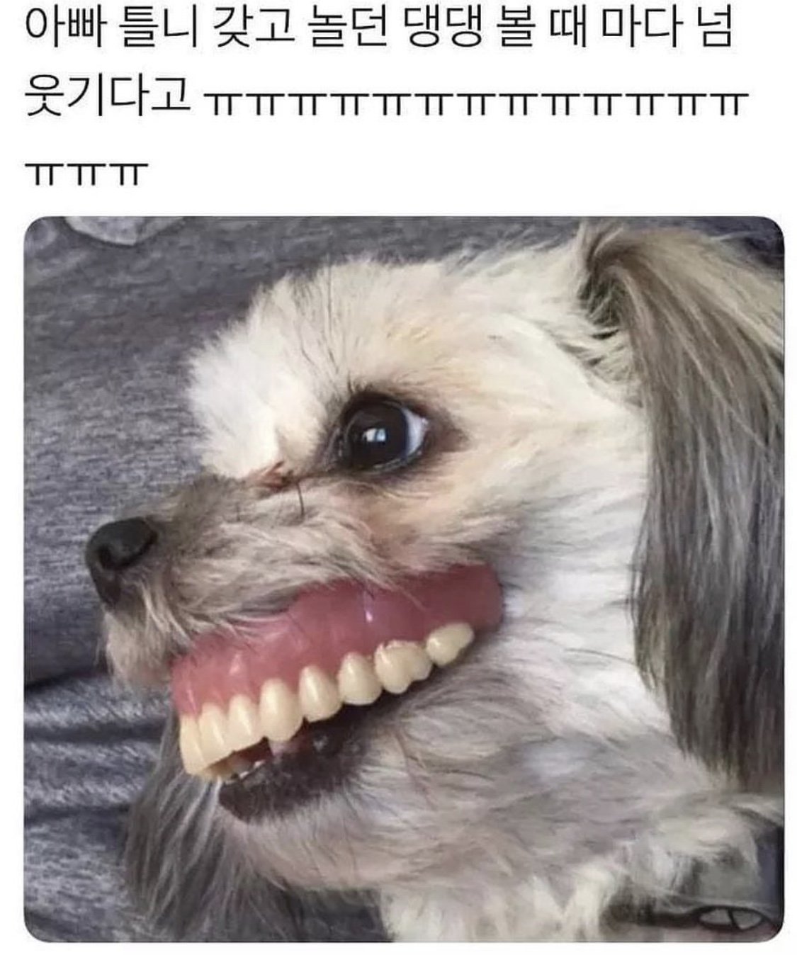 틀니를 낀 댕댕이1
