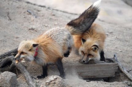 토종 여우 근황.jpg1