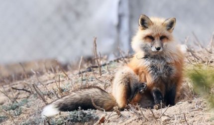 토종 여우 근황.jpg2