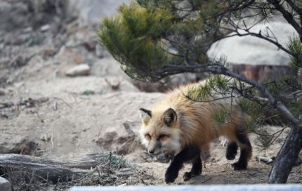 토종 여우 근황.jpg3