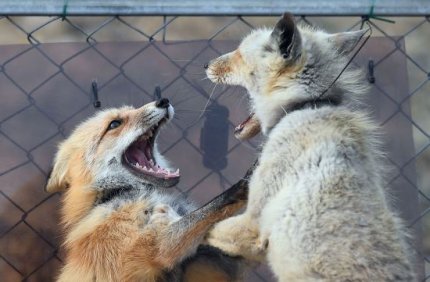 토종 여우 근황.jpg4