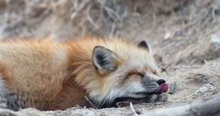 토종 여우 근황.jpg5