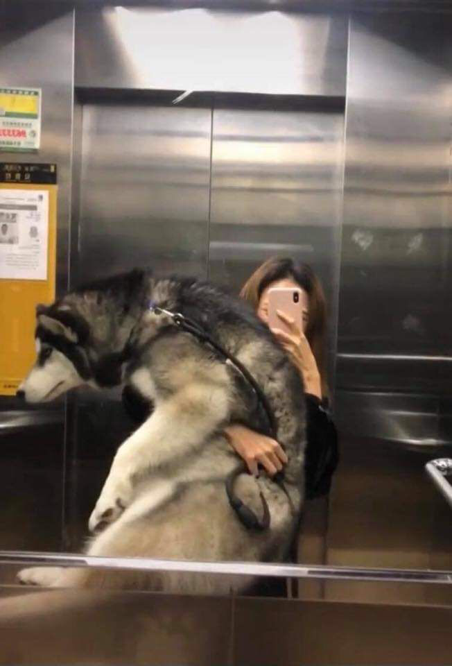 시베리안 허스키 견주.jpg2