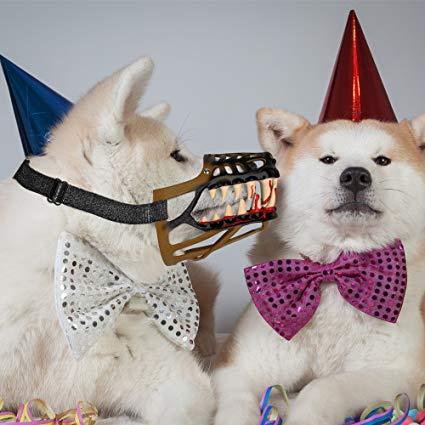 지리는 반려견 입마개.jpg2