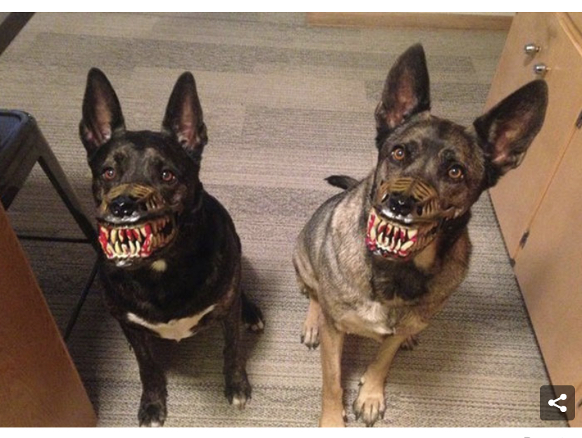 미국에서 파는 개 입마개. ㄷ ㄷ ㄷ1