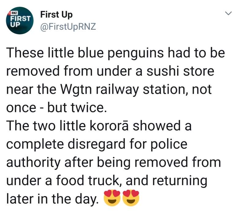 뉴질랜드, 생선초밥집에 침입한 펭귄 퇴거 소식1