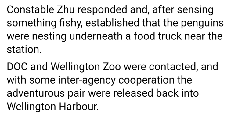 뉴질랜드, 생선초밥집에 침입한 펭귄 퇴거 소식4