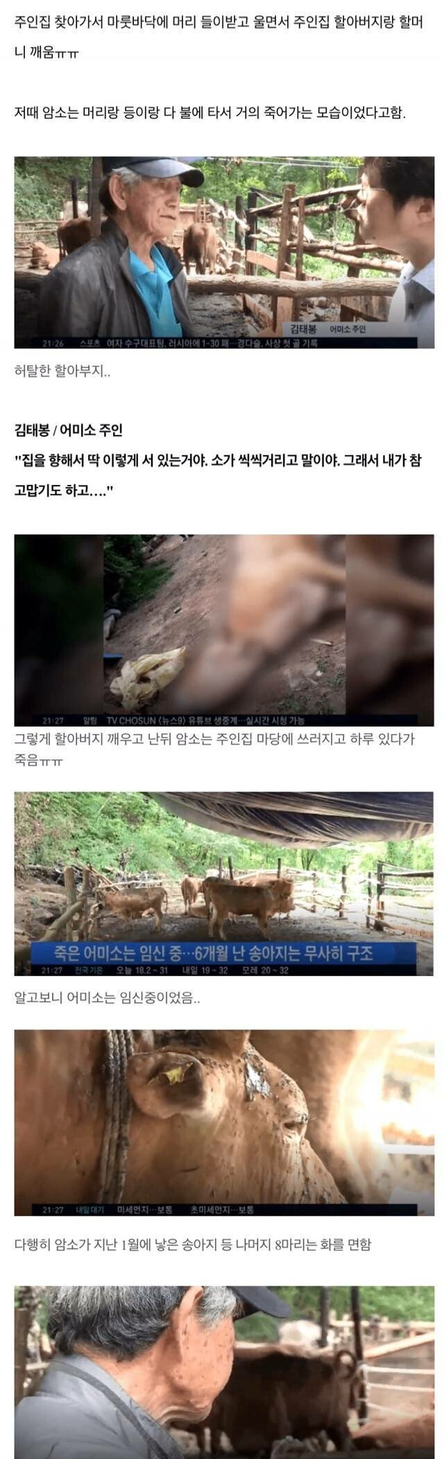 음메~ 축사 화재 알리고 세상 떠난 어미소2