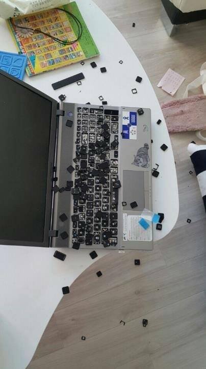 앵무새 분양합니다.jpg2