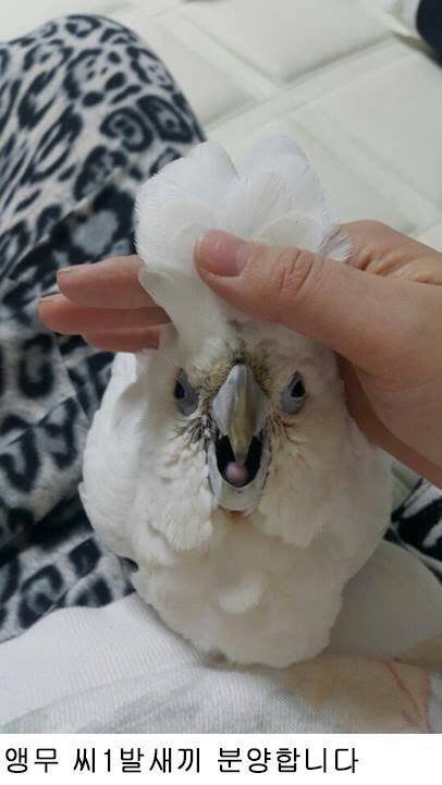 앵무새 분양합니다.jpg3