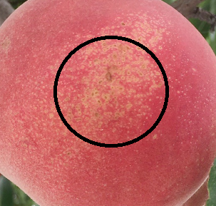 복숭아 잘 고르는 법.1