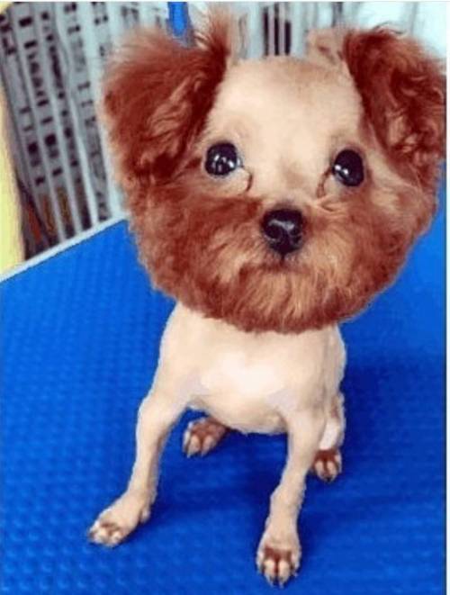 강아지 미용 셀프컷 참사.jpg1