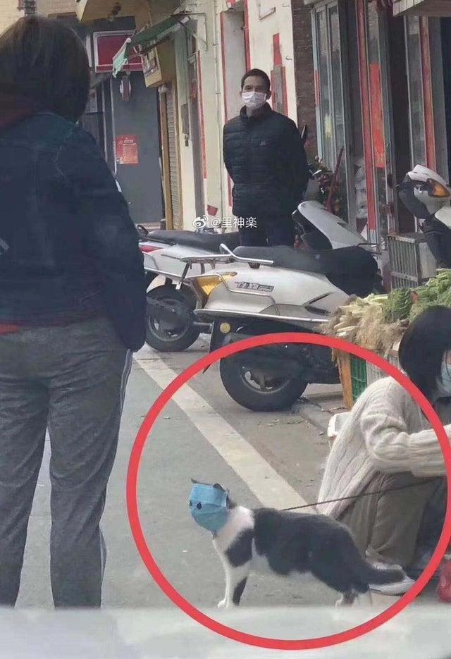 중국 우한 고양이 근황.jpg1