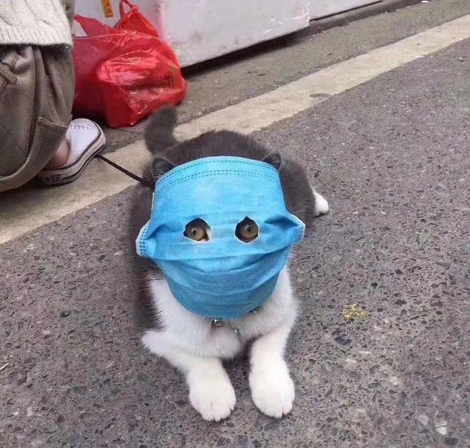 중국 우한 고양이 근황.jpg2