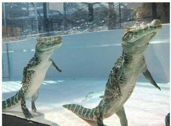 악어의 진실. 와아... 충격4