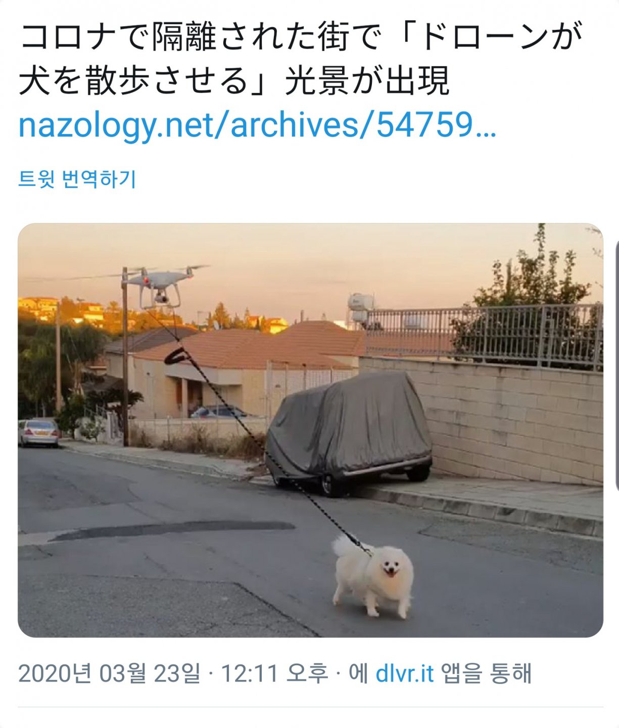 이 시국에 일본의 강아지 산책1