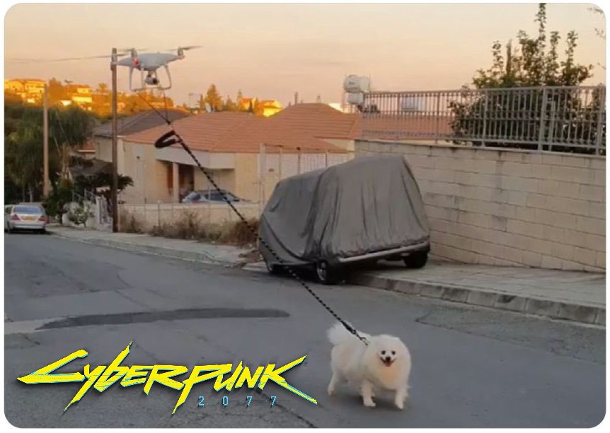 이 시국에 일본의 강아지 산책2