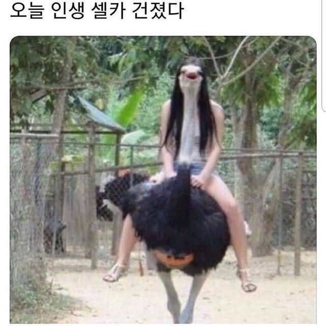 낙타녀 .jpg1