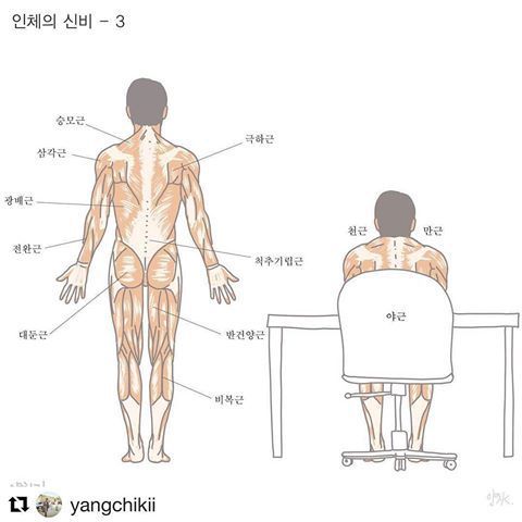 펌)근육이름 찾아보다 나온 이미지.jpg2