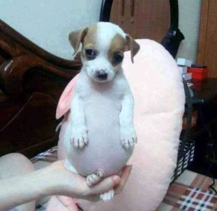 고구마중독자의 최후.jpg1