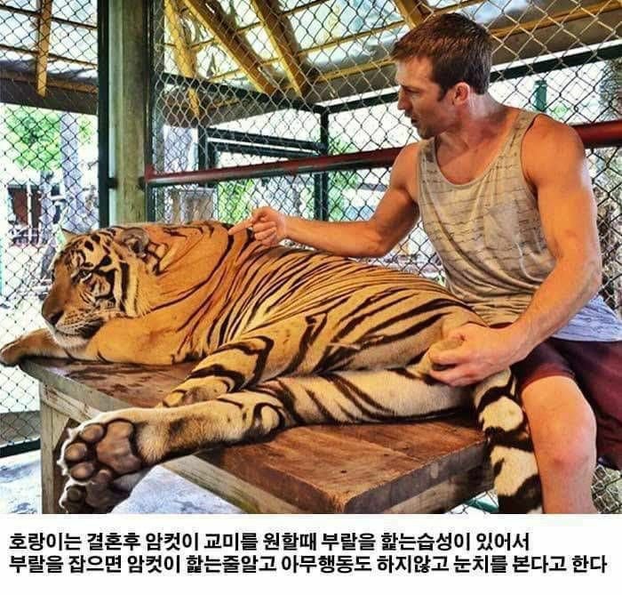 호랑이와 사자를 쉽게 제압하는 방법1