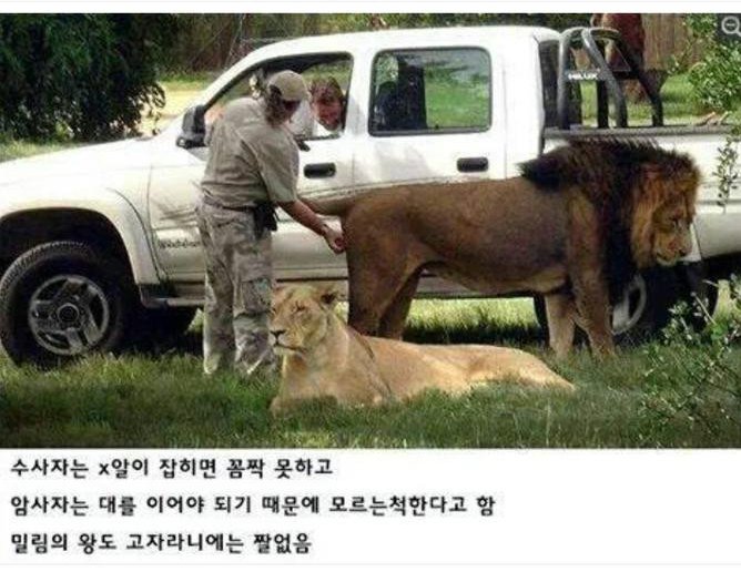 호랑이와 사자를 쉽게 제압하는 방법2