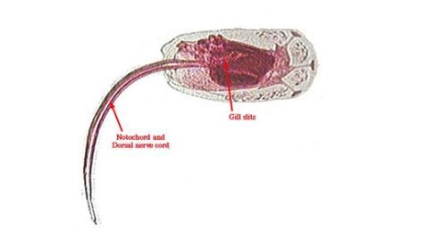 자신의 뇌를 먹는 동물.JPG1