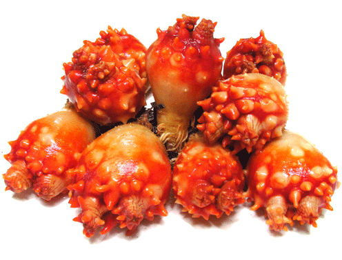 자신의 뇌를 먹는 동물.JPG2