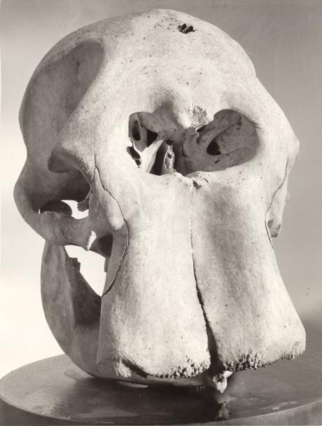 화석으로 복원한 동물 모습을 믿기 힘든 이유.jpg2