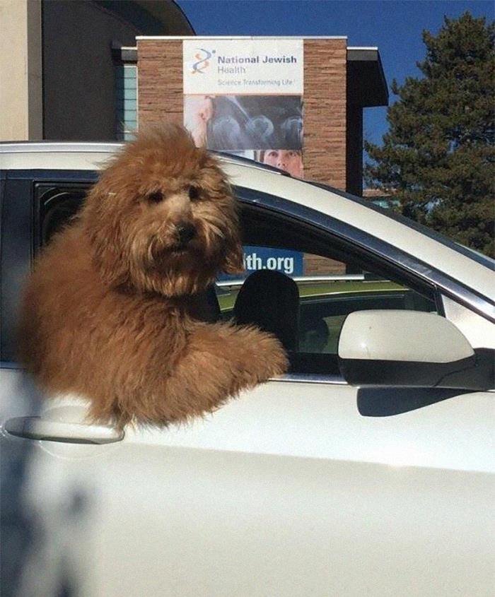 차 타고 가는 개들1