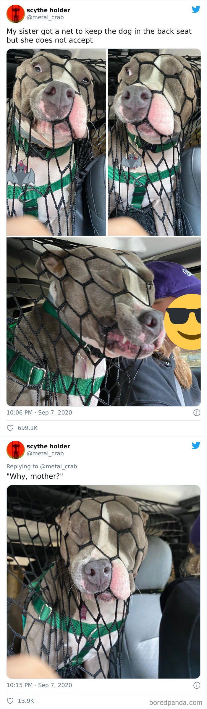 차 타고 가는 개들6