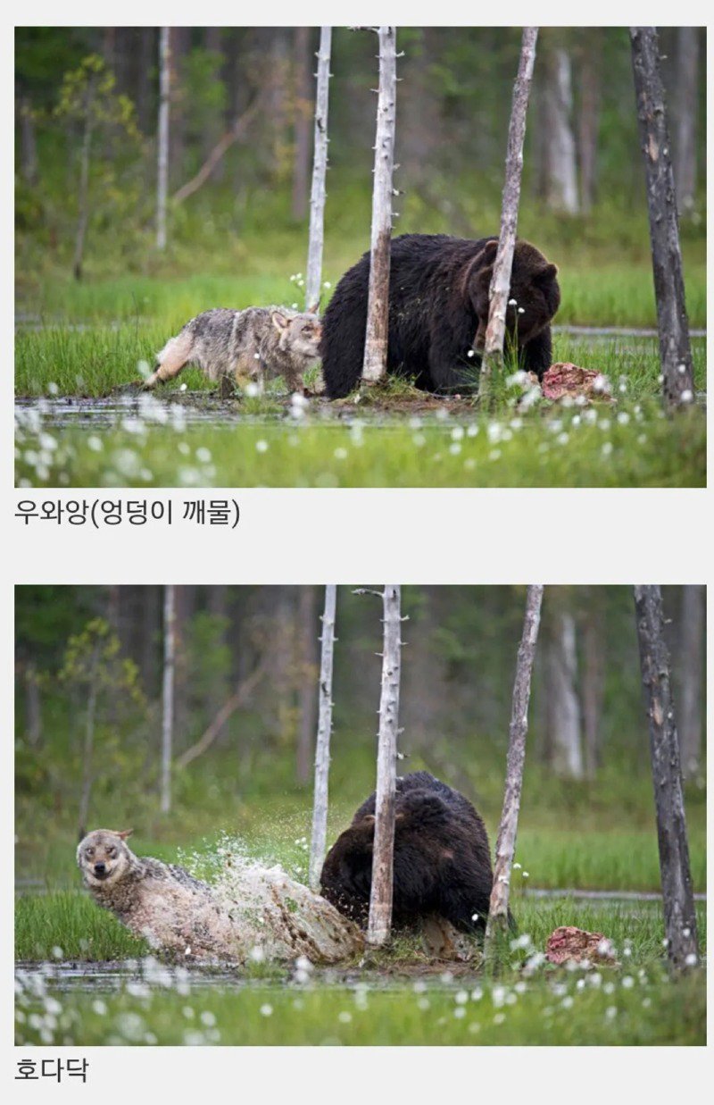 핀란드 숲속에서 피어난 곰과 늑대의 우정.jpg2